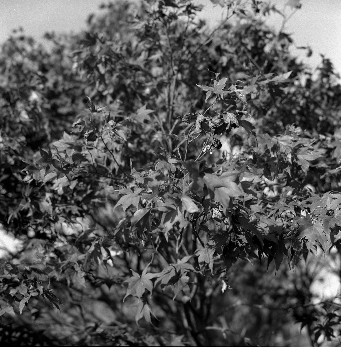 IMAGE011_011_LR